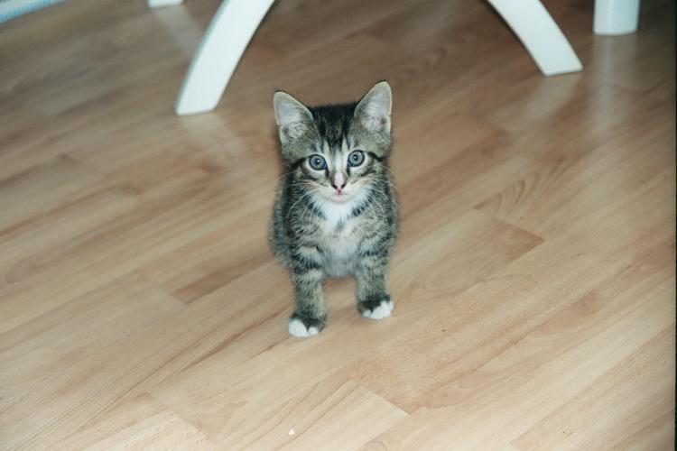 Der etwa neun Wochen alte Kater Sylvester sitzt auf dem Boden und guckt neugierig in die Kamera