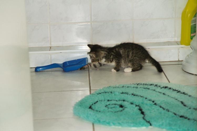 Der etwa neun Wochen alte Kater Sylvester beim Spiel mit der Katzenkloschaufel