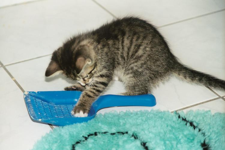 Der etwa neun Wochen alte Kater Sylvester beim Spiel mit der Katzenkloschaufel
