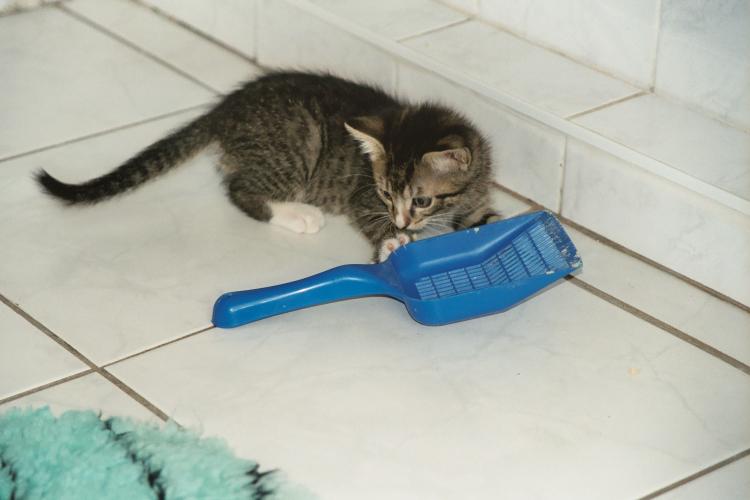Der etwa neun Wochen alte Kater Sylvester beim Spiel mit der Katzenkloschaufel