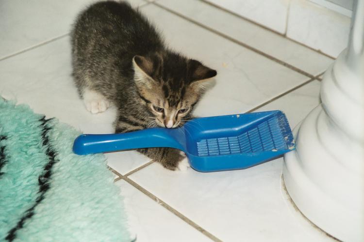 Der etwa neun Wochen alte Kater Sylvester beim Spiel mit der Katzenkloschaufel