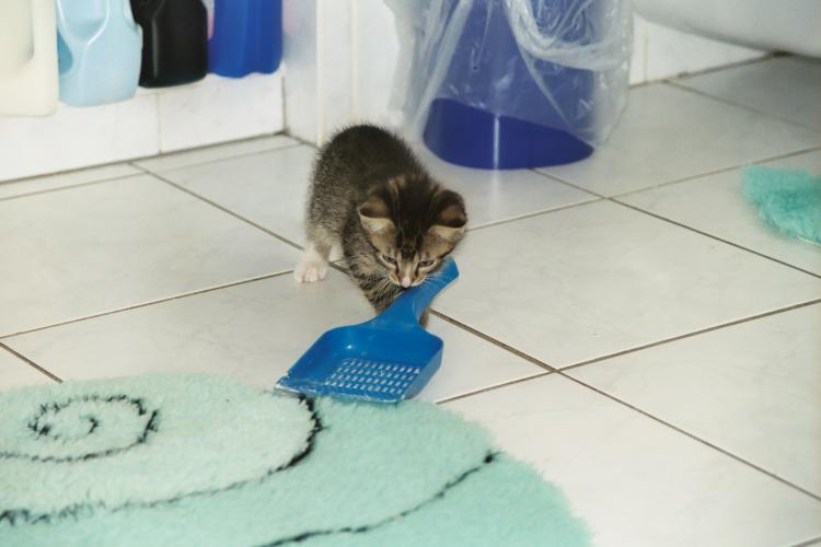 Der etwa neun Wochen alte Kater Sylvester beim Spiel mit der Katzenkloschaufel