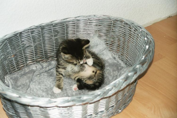 Der etwa neun Wochen alte Kater Toni liegt im K&ouml;rbchen und w&auml;scht sich