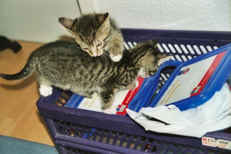 Die etwa neun Wochen alten Katerbr&uuml;der Toni und Sylvester haben eine Klappkiste entdeckt