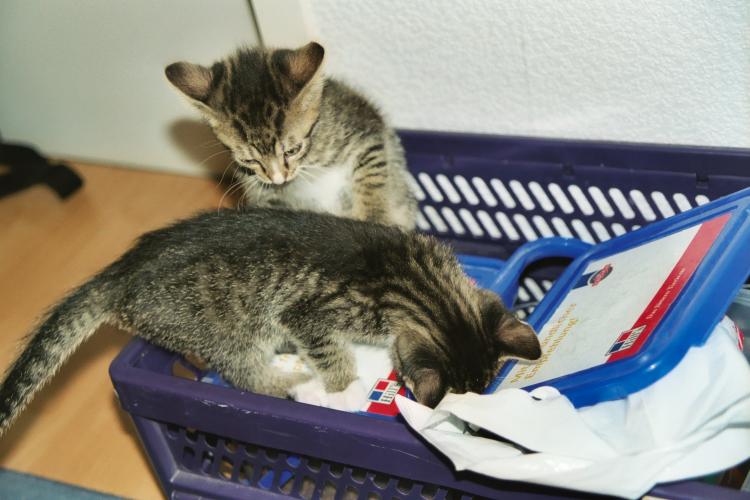 Die etwa neun Wochen alten Katerbr&uuml;der Toni und Sylvester haben eine Klappkiste entdeckt und untersuchen sie genau