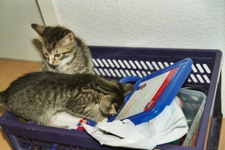 Die etwa neun Wochen alten Katerbr&uuml;der Toni und Sylvester haben eine Klappkiste entdeckt und untersuchen sie genau