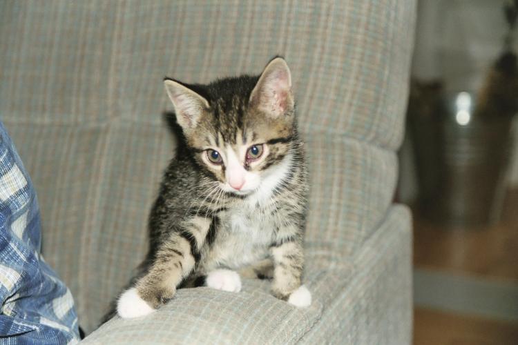 Der etwa neun Wochen alte Kater Toni sitzt auf der Sessellehne