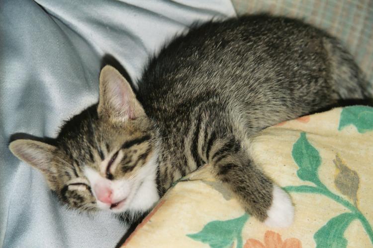 Der etwa neun Wochen alte Kater Toni schl&auml;ft ersch&ouml;pft auf den Sofakissen ein
