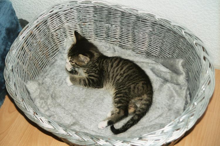 Der etwa neun Wochen alte Kater Toni liegt im K&ouml;rbchen und w&auml;scht hingebungsvoll seine rechte Vorderpfote