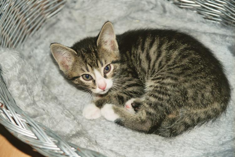 Der etwa neun Wochen alte Kater Toni liegt im K&ouml;rbchen und guckt m&uuml;de in die Kamera