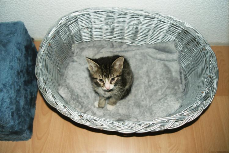 Der etwa neun Wochen alte Kater Toni sitzt neugierig in seinem K&ouml;rbchen