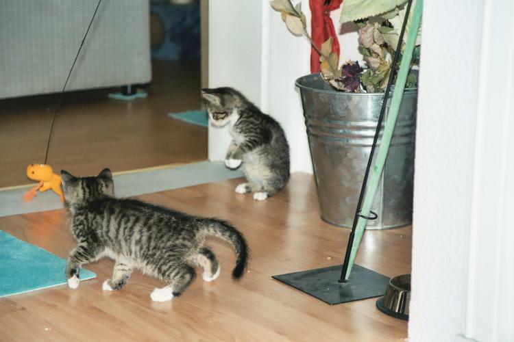 Die etwa neun Wochen alte Katerbr&uuml;der Toni und Sylvester beim Spiel mit der Katzenangel