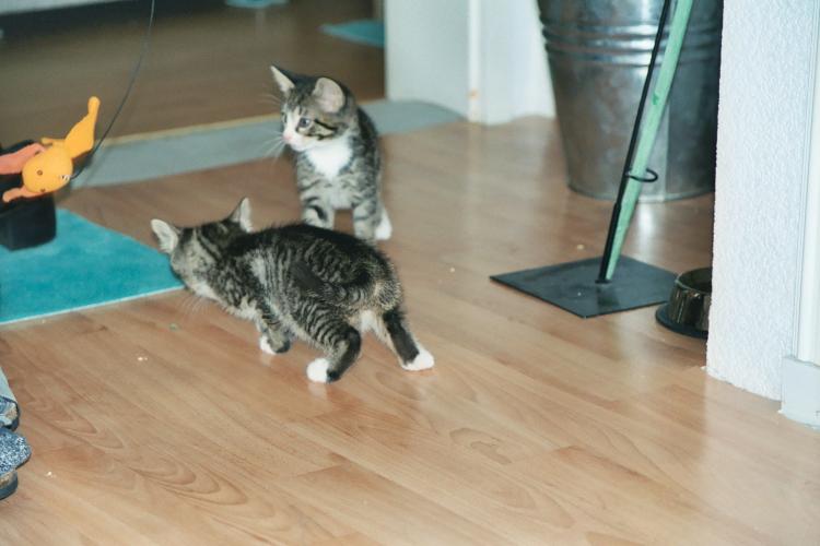 Die etwa neun Wochen alten Katerbr&uuml;der Toni und Sylvester beim Spiel mit der Katzenangel