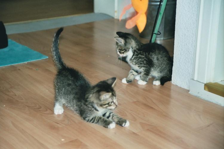 Die etwa neun Wochen alten Katerbr&uuml;der Toni und Sylvester beim Spiel mit der Katzenangel