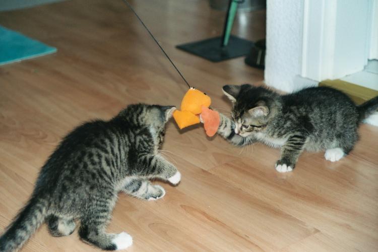 Die etwa neun Wochen alten Katerbr&uuml;der Toni und Sylvester beim Spiel mit der Katzenangel